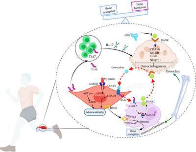 Muscle-Bone Crosstalk in Chronic Obstructive Pulmonary Disease